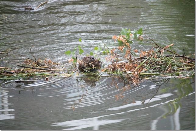 Beaver Lodge Spring 2018